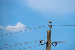 photo "***"