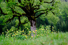 photo "Grosser Ahornboden (Karwendel)"
