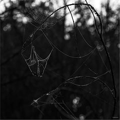 photo "***"