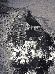 photo "***"