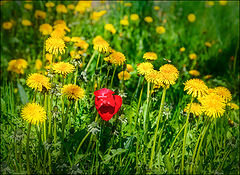 photo "***"
