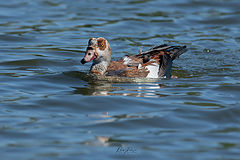 photo "Egyptian goose"