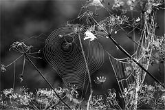 photo "***"