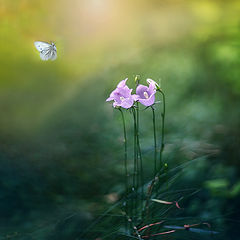 photo "***"