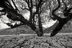 photo "Birkkarspitze"