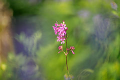 photo "***"