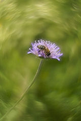 photo "***"