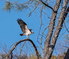photo "Osprey landing Lake Berryessa Napa CA"