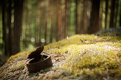 photo "***"