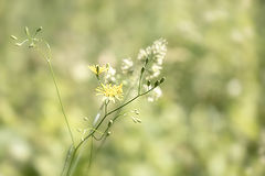 photo "***"