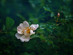 photo "***"