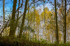 photo "Autumn's Looking Glass (reversal)"