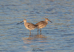 photo "Marbled godwit"
