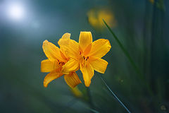 photo "***"