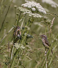 photo "***"