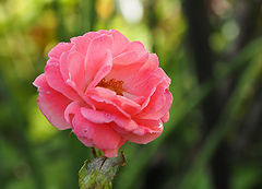 фото "Rose"