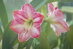 photo "Amaryllis"