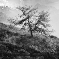 photo "***"