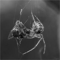 photo "***"