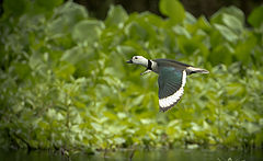 фото "Cotton Pygmy Goose"