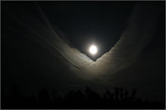 photo "Night bird"