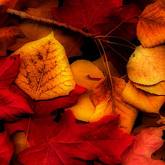 photo "Fall Leaves"