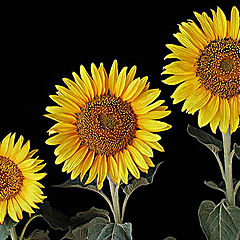 photo "Sunflower family"