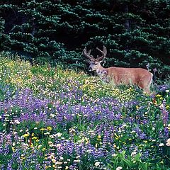 фото "Olympic Deer - Olympic National Park"