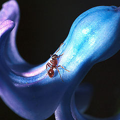 photo "Ant on Bluebell"