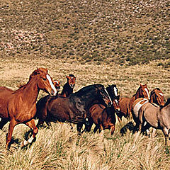 photo "Horses"