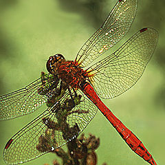 photo "Red Darter"