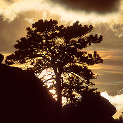 photo "Bronze Sunrise"