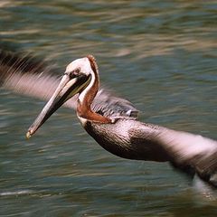 фото "Taking off"