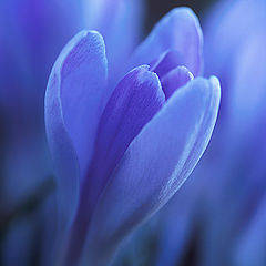 фото "Crocus Prayers"