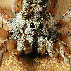 photo "Spider portrait"
