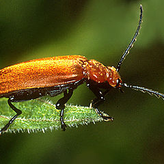 photo "Cardinal Beetle"