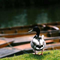 photo "On the bank"