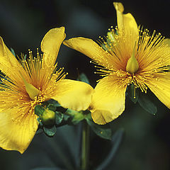 фото "Yellow Stars"