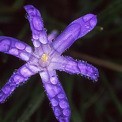 фото "Starfish Of A Flower"