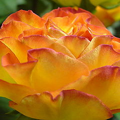 photo "Untitled photo"