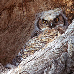фото "Baby Owl"