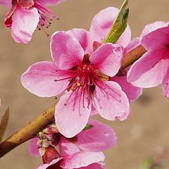 photo "Peach flower"