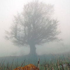 photo "Stone and tree"
