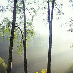 photo "Three birches"