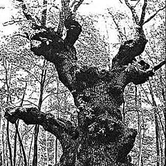 photo "Forest giant"