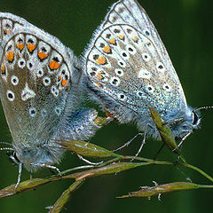 photo "Common Blue Butterflies Mating"