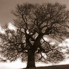 фото "Дерево на склоне"