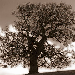 photo "Tree on mountainside"