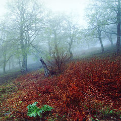 photo "Spring fog #2"