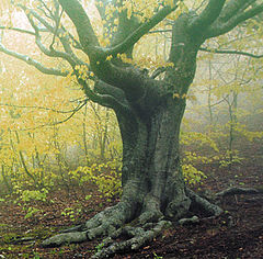 photo "Autumn tree"